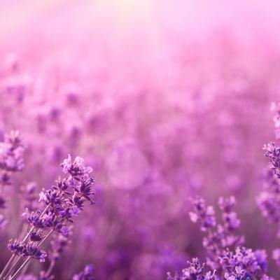 00063 Lavendel